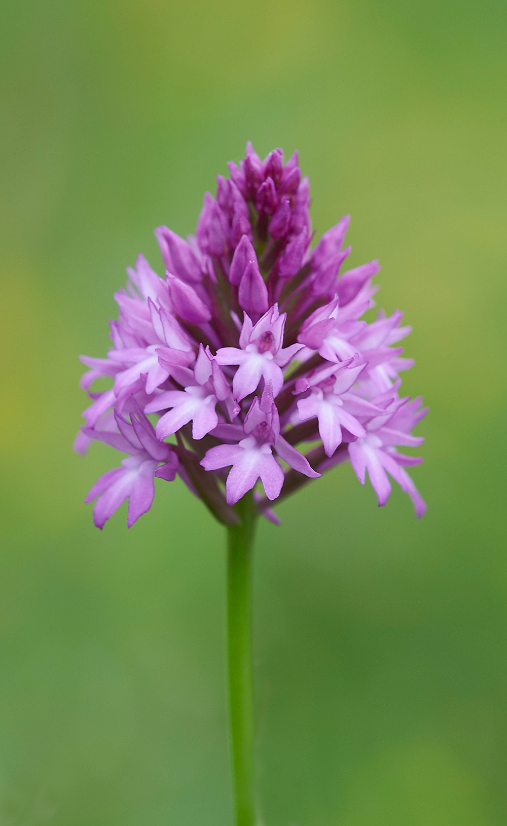 PyramidalOrchid190618-2
