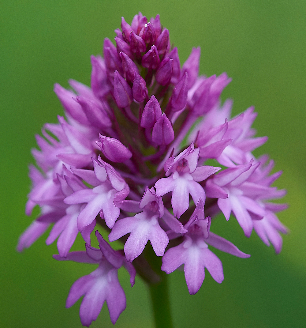 PyramidalOrchid190618-3