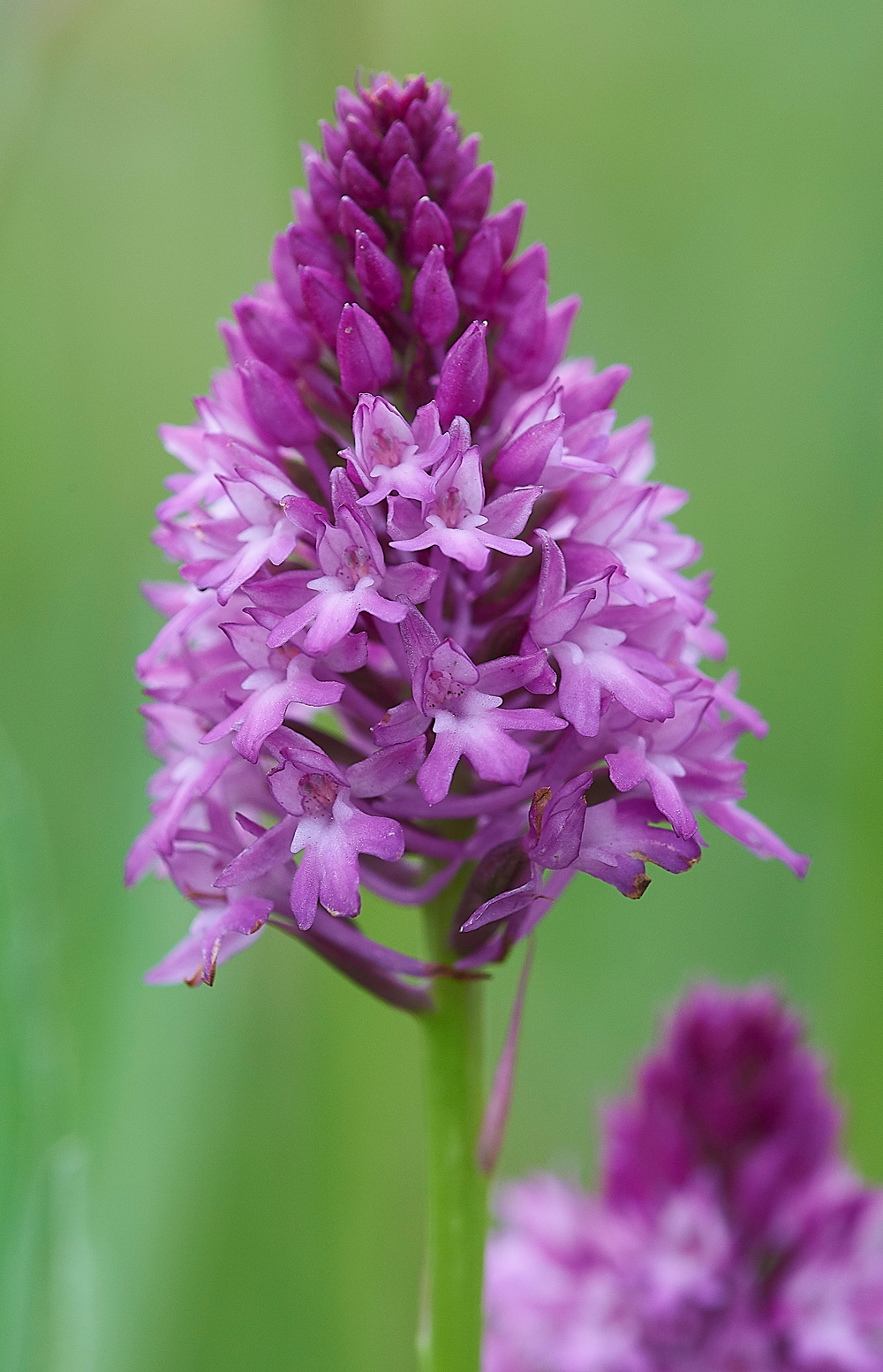 PyramidalOrchid190618-4