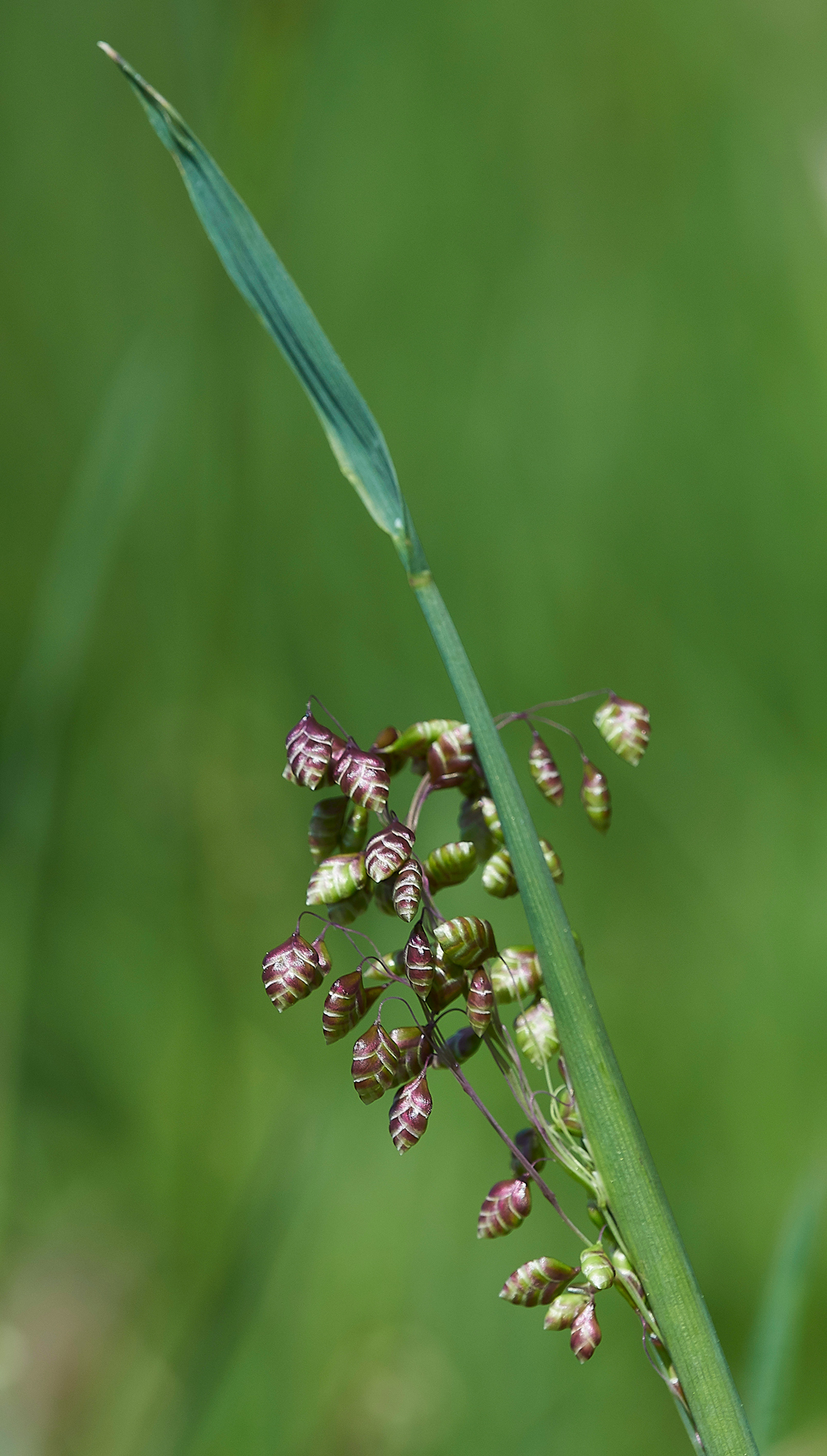 QuakingGrass170518-1