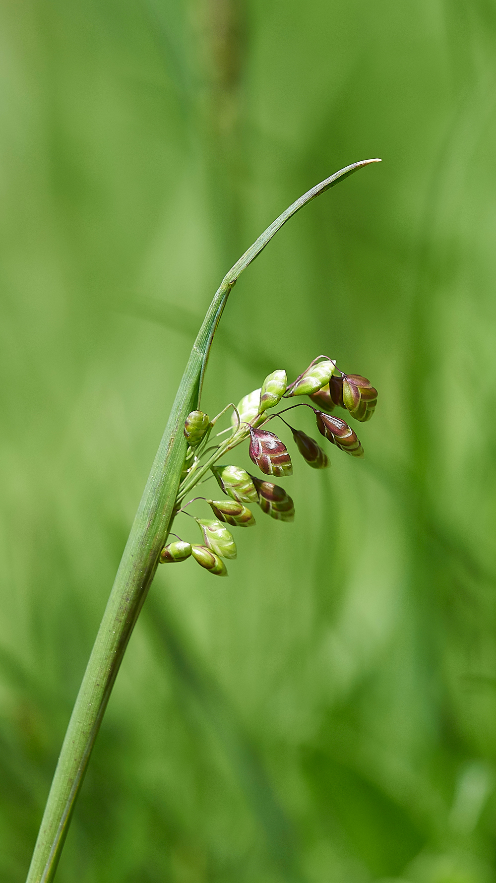 QuakingGrass170518-2