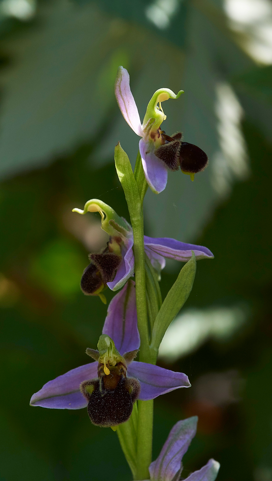 RadipoleBeeOrchid220618-2