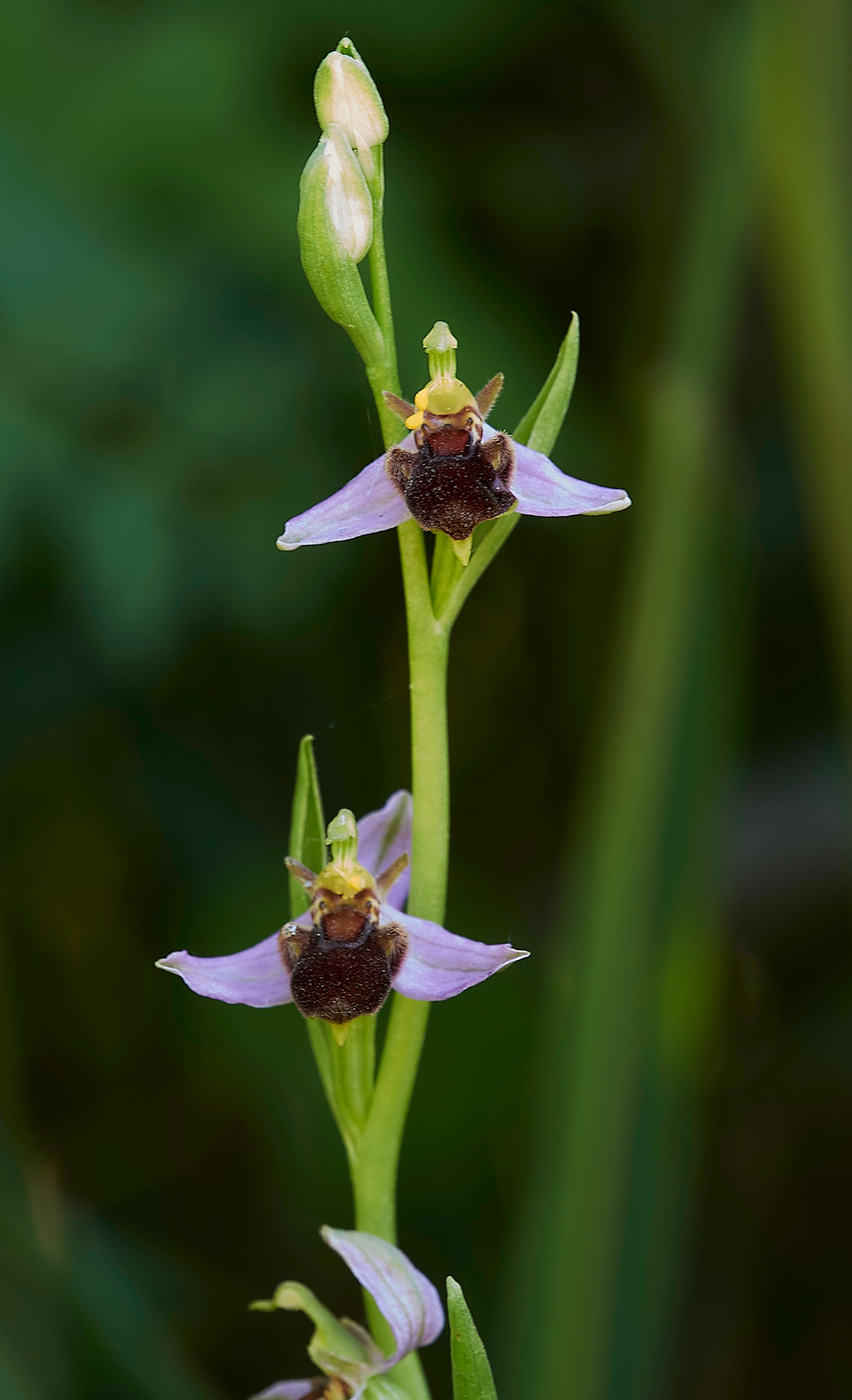 RadipoleBeeOrchid220618-3