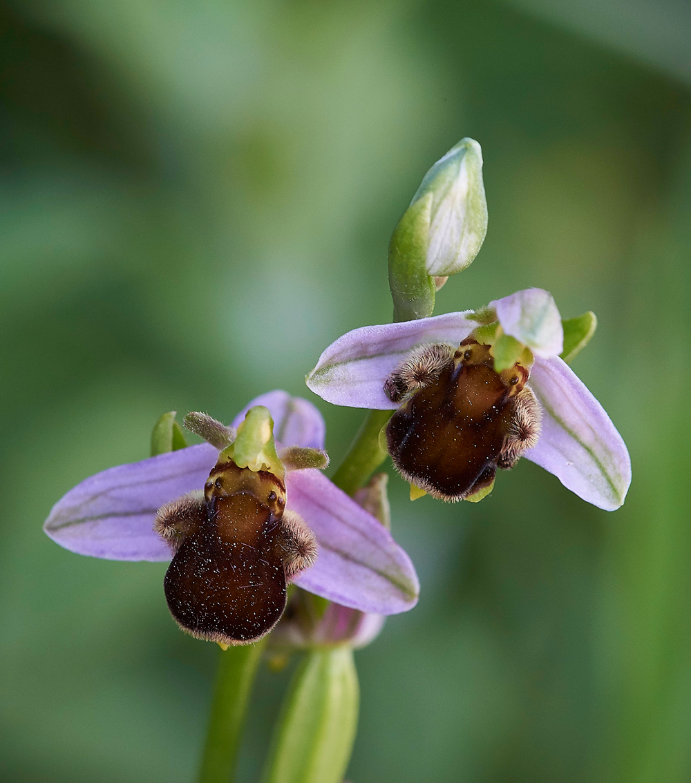 RadipoleBeeOrchid220618-4