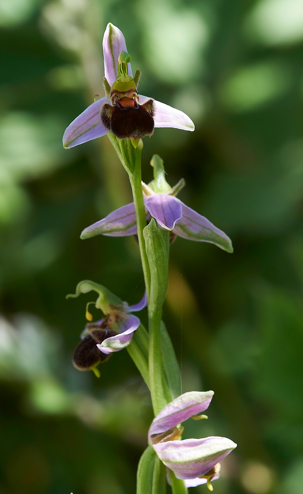 RadipoleBeeOrchid220618-5
