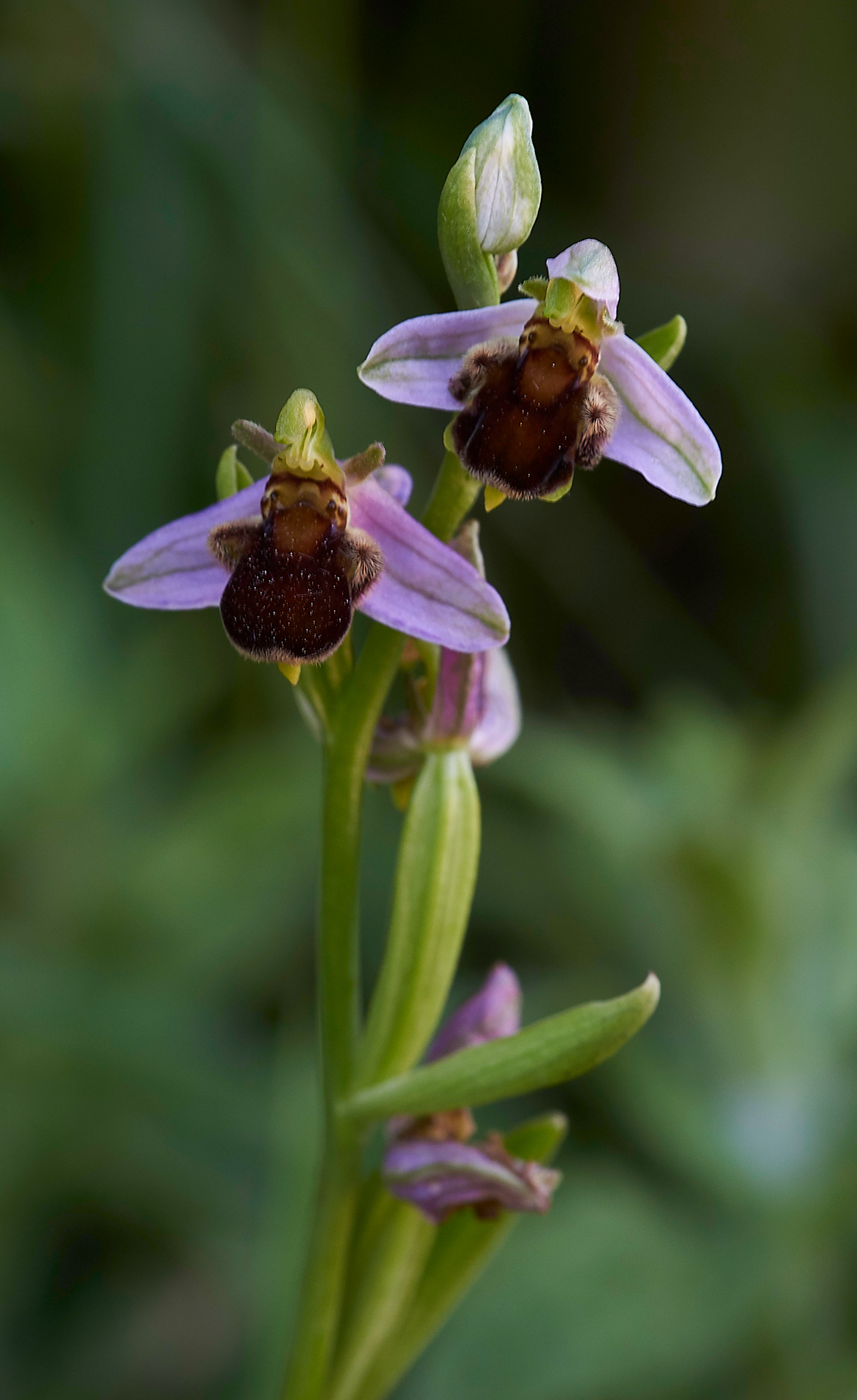 RadipoleBeeOrchid220618-7