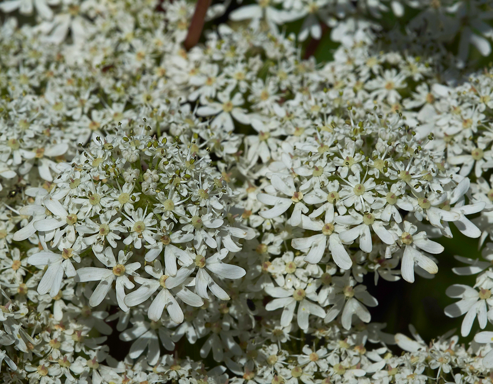 RadipoleLakeHogweed220618-1