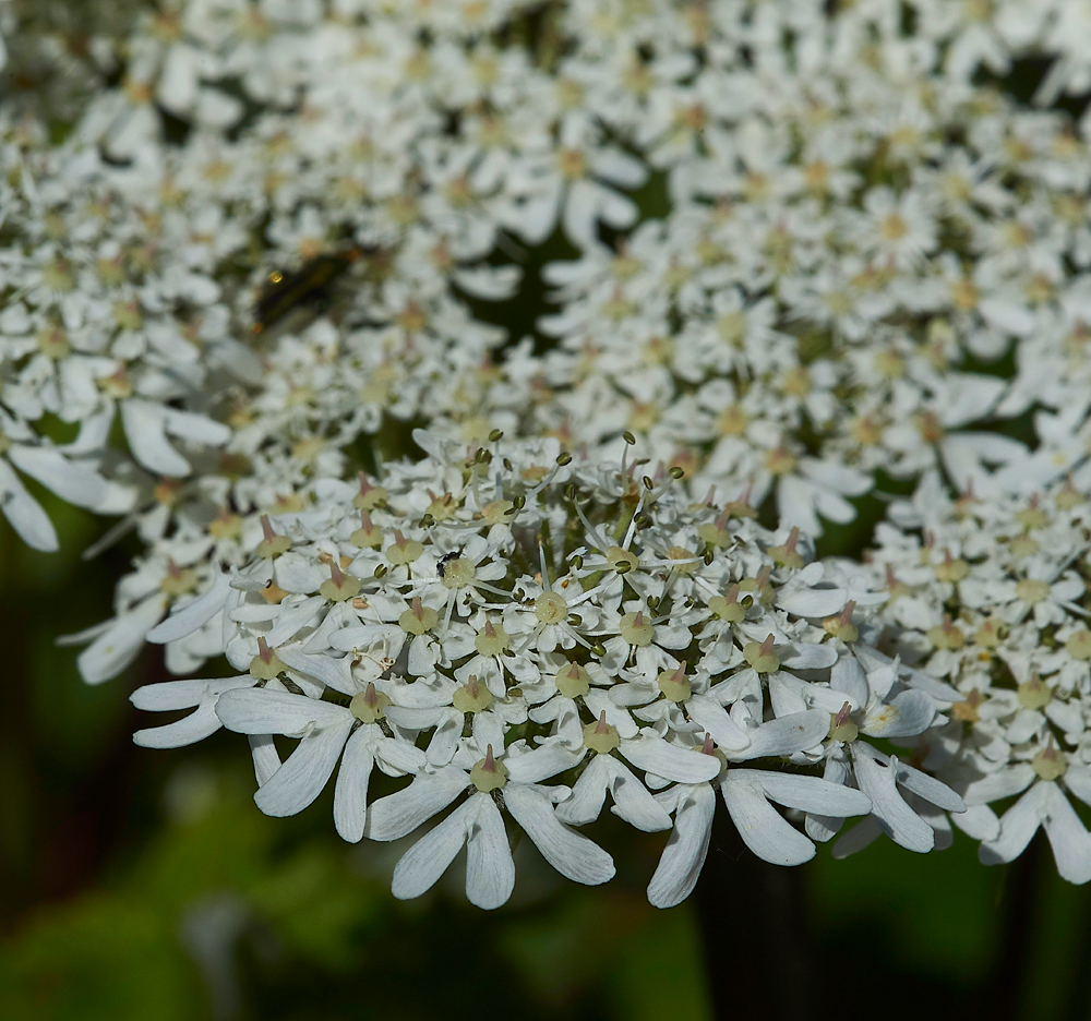 RadipoleLakeHogweed220618-2
