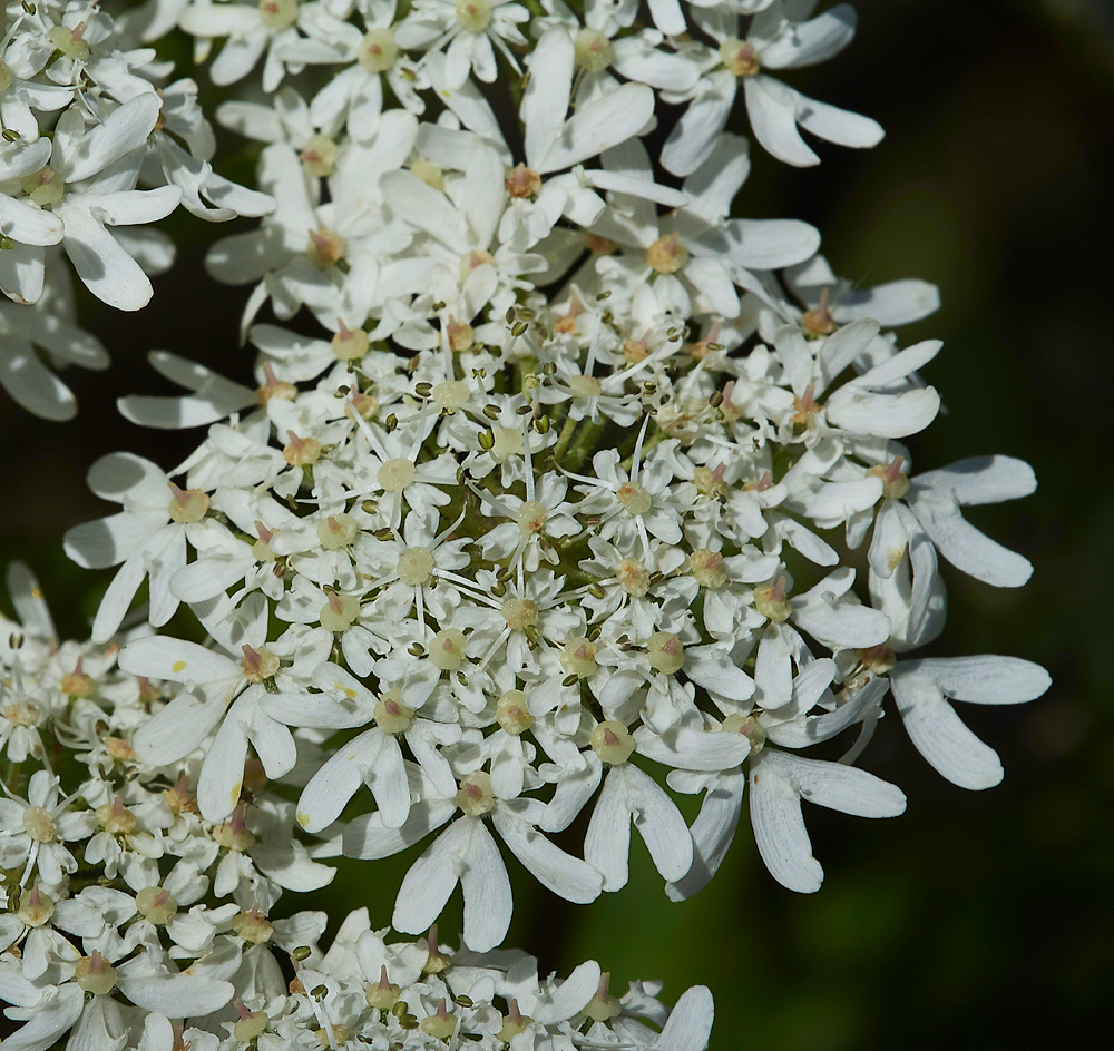 RadipoleLakeHogweed220618-3