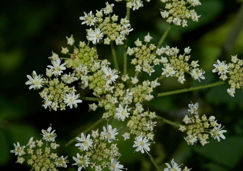 RadipoleLakeHogweed220618-4