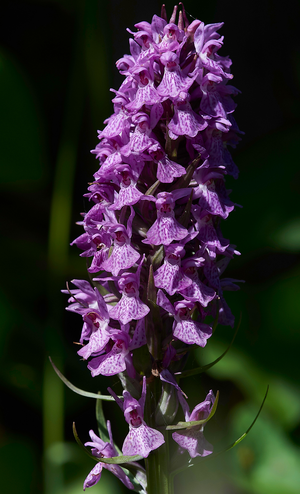 RadipoleLakeSouthernMArshOrchid210618-1