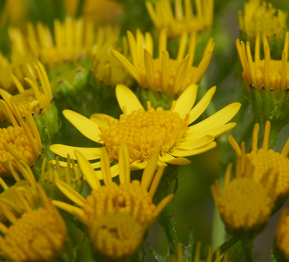 Ragwort070618-2