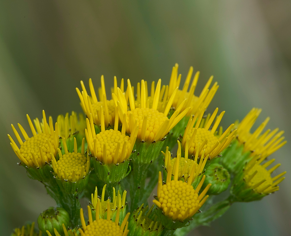Ragwort070618-3