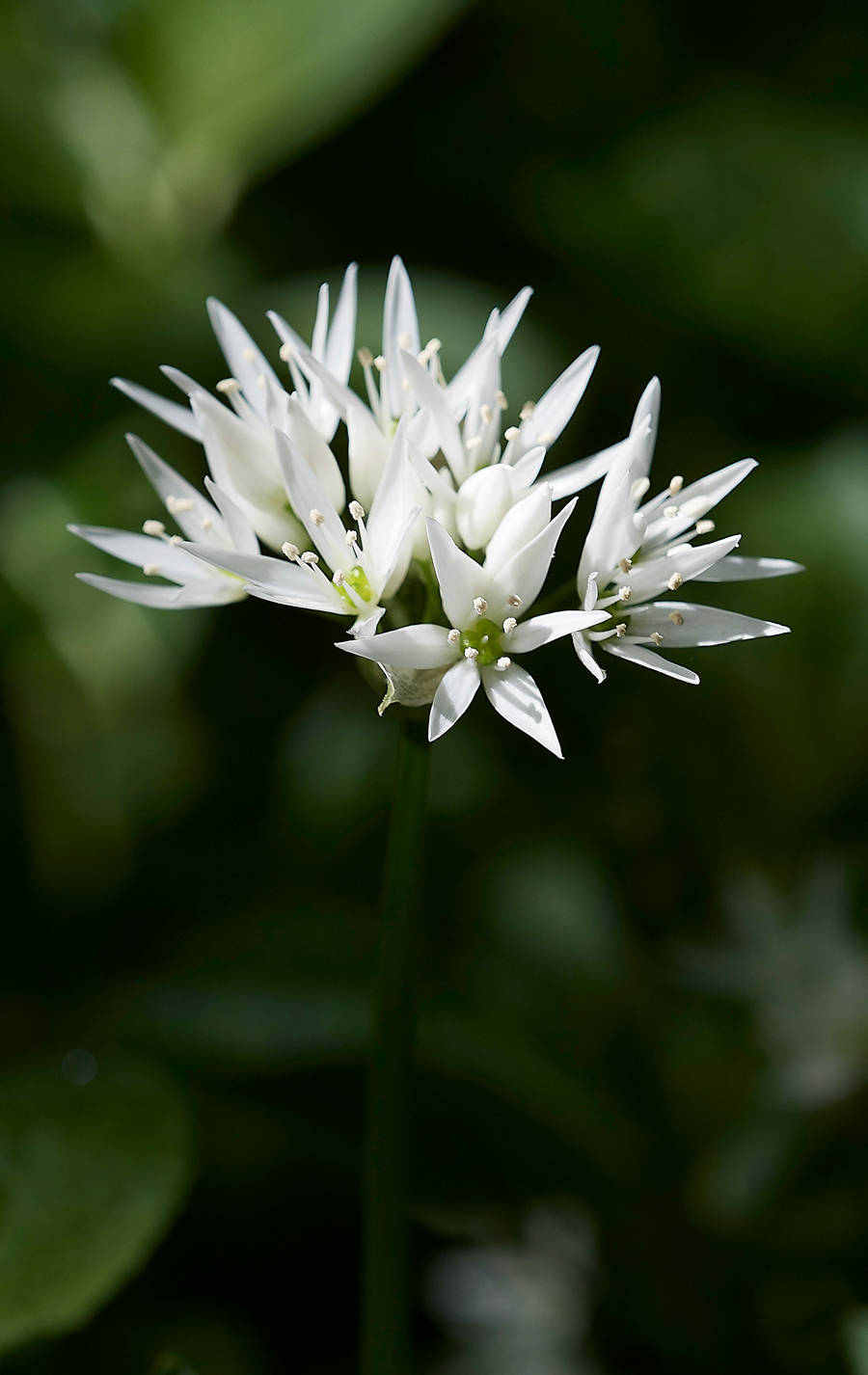 Ramson50518-1