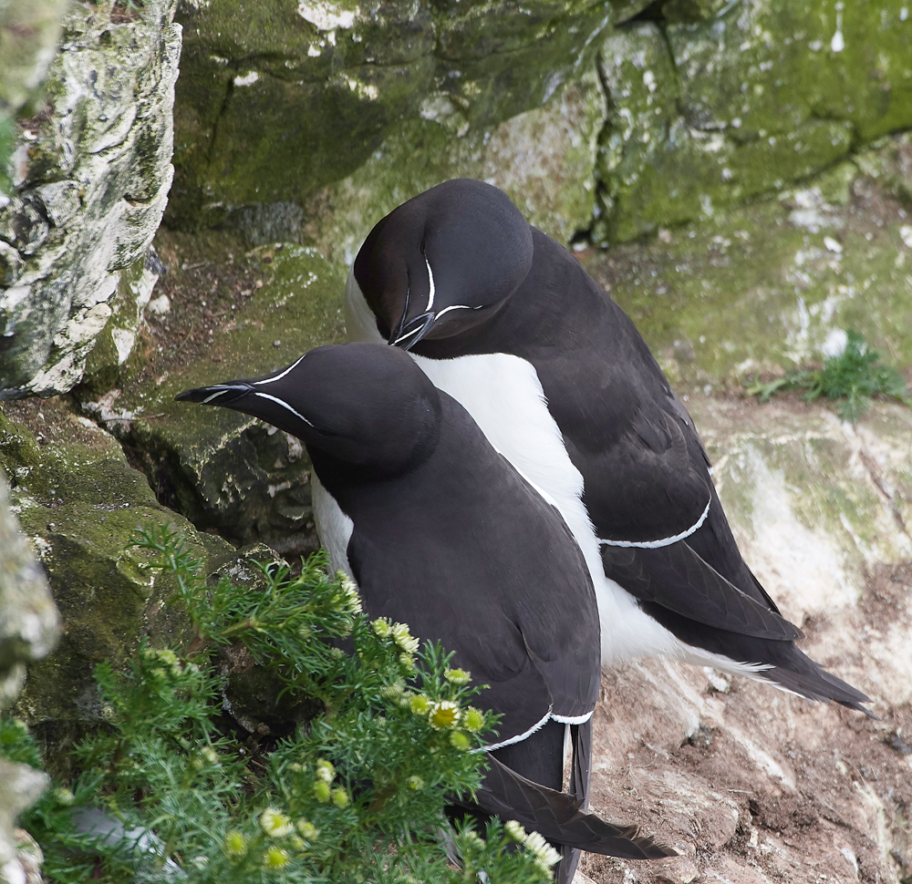 RazorbillBempton020618-10