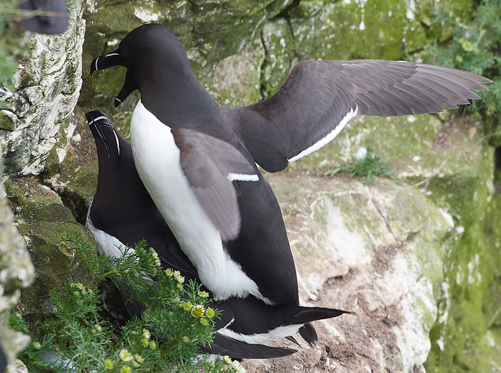 RazorbillBempton020618-11