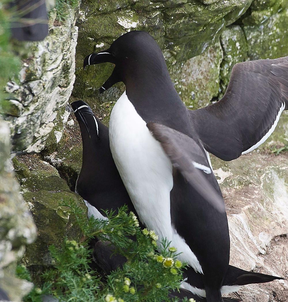 RazorbillBempton020618-12