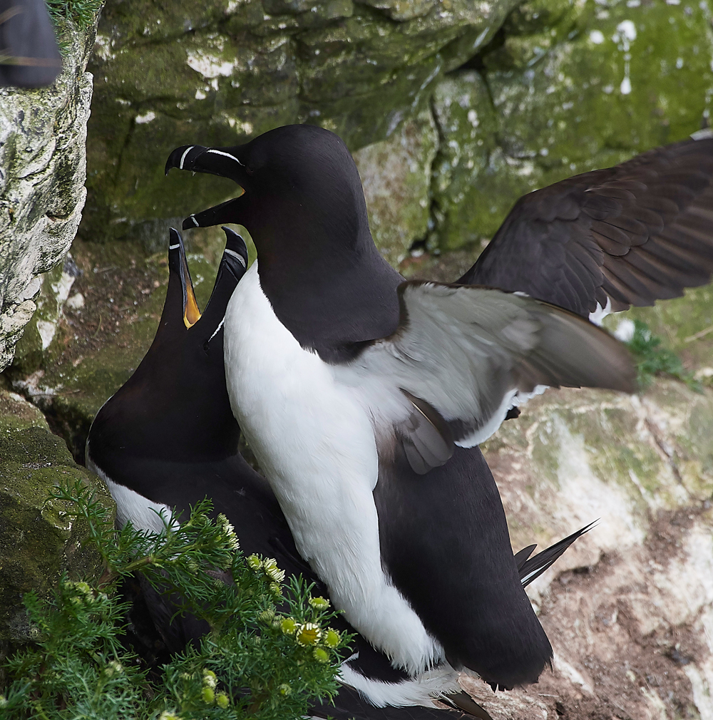 RazorbillBempton020618-13