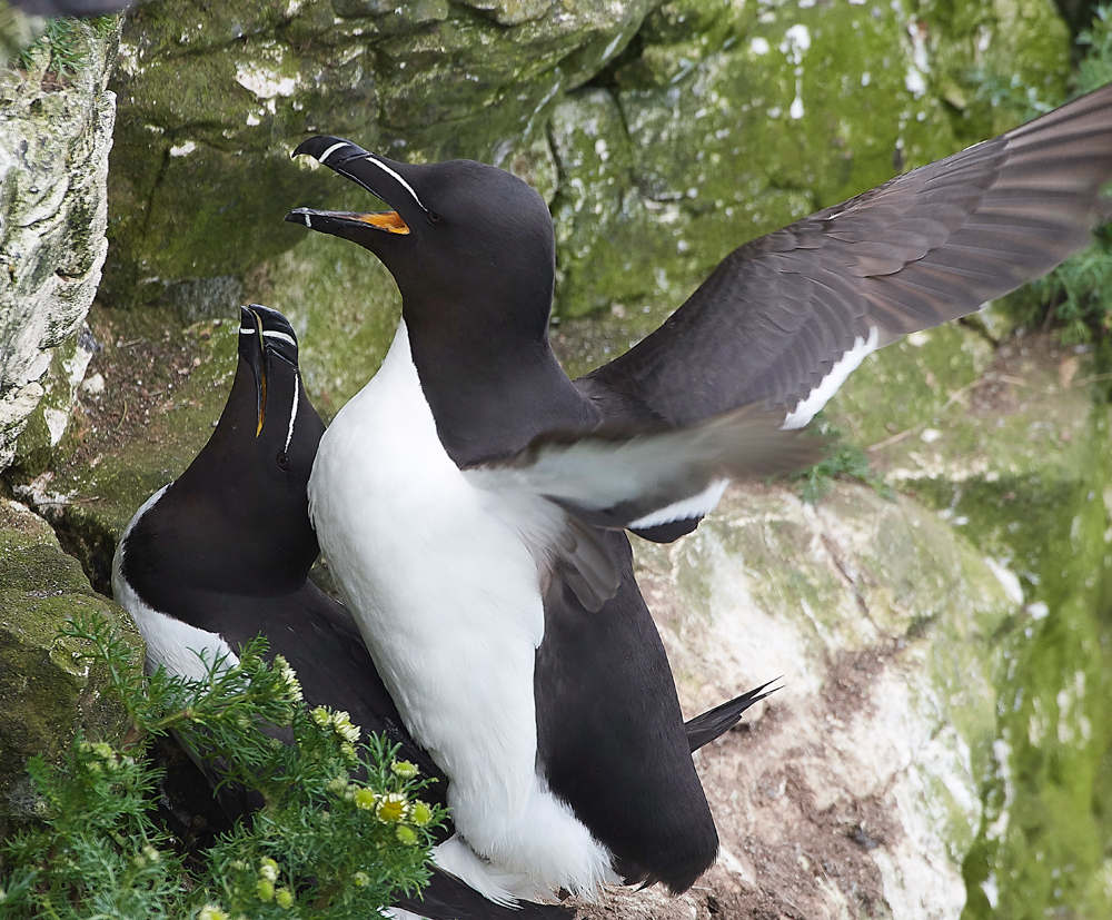 RazorbillBempton020618-15