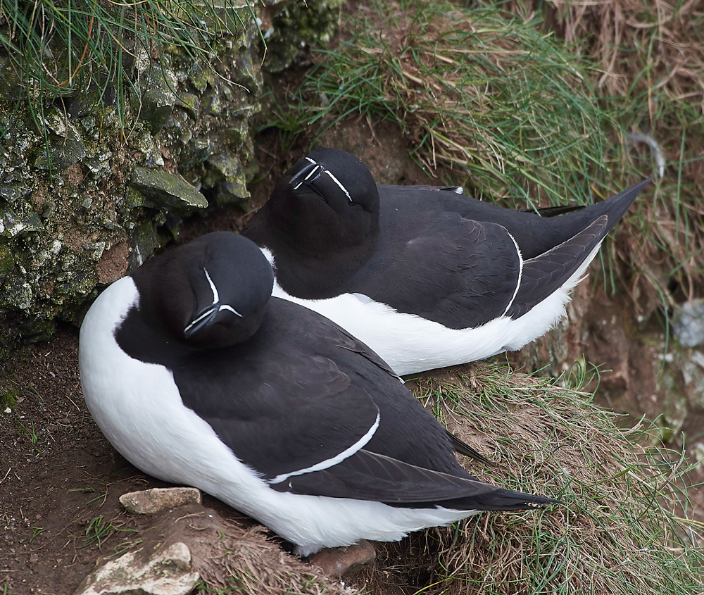 RazorbillBempton020618-2