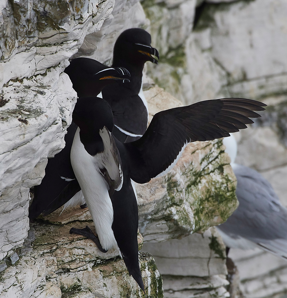 RazorbillBempton020618-3