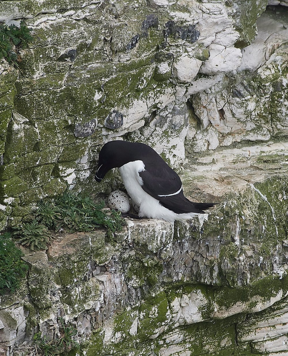 RazorbillBempton020618-4