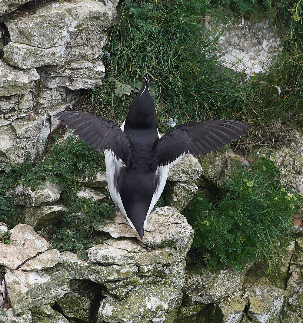 RazorbillBempton020618-5