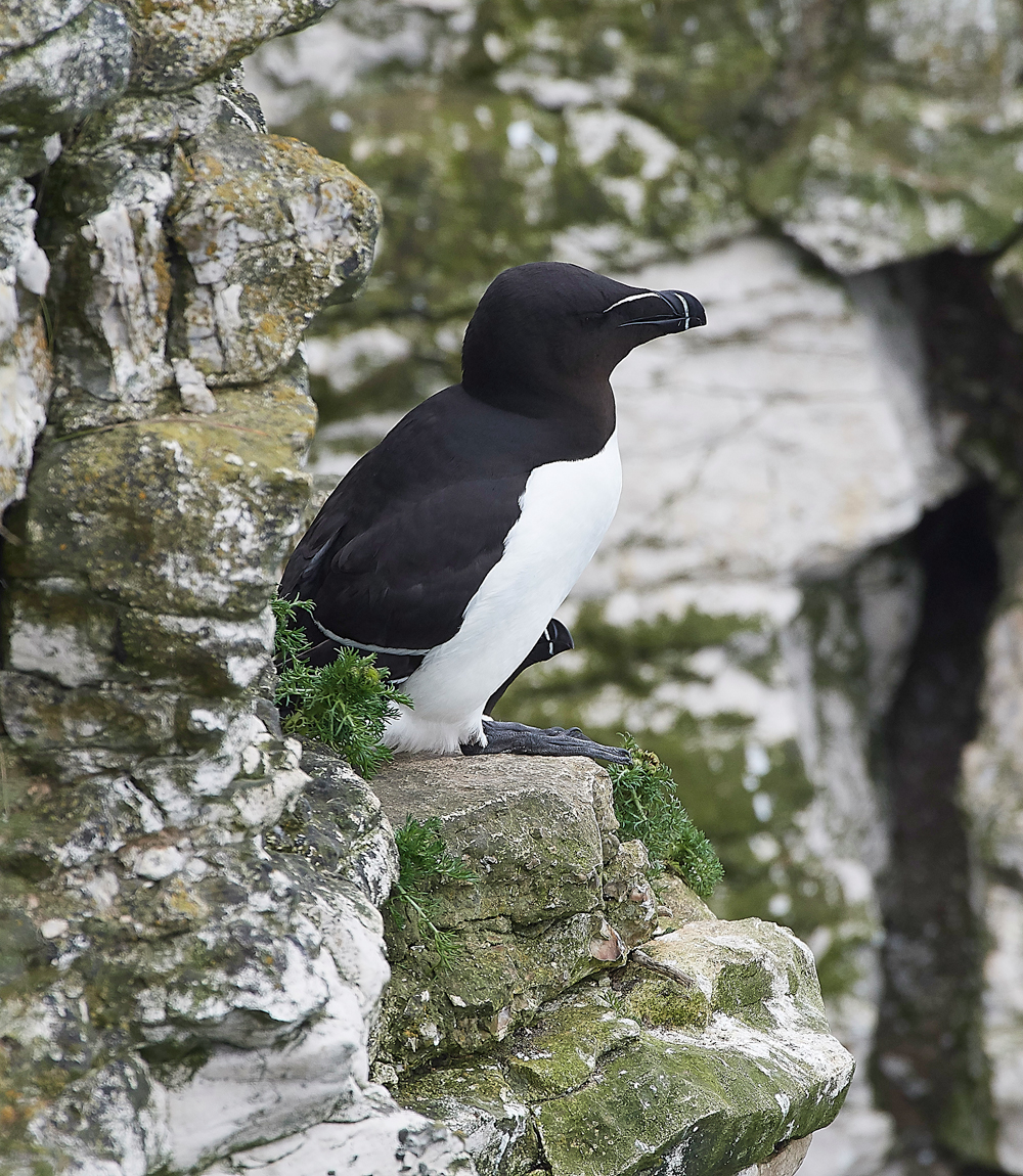 RazorbillBempton020618-6