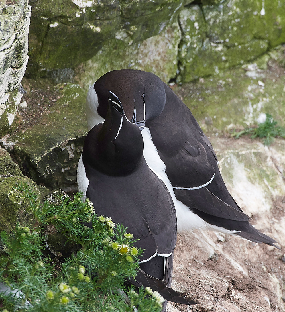 RazorbillBempton020618-9