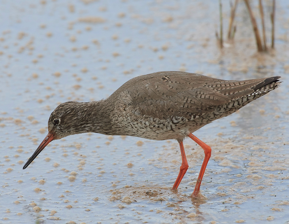 Redshank240518-1