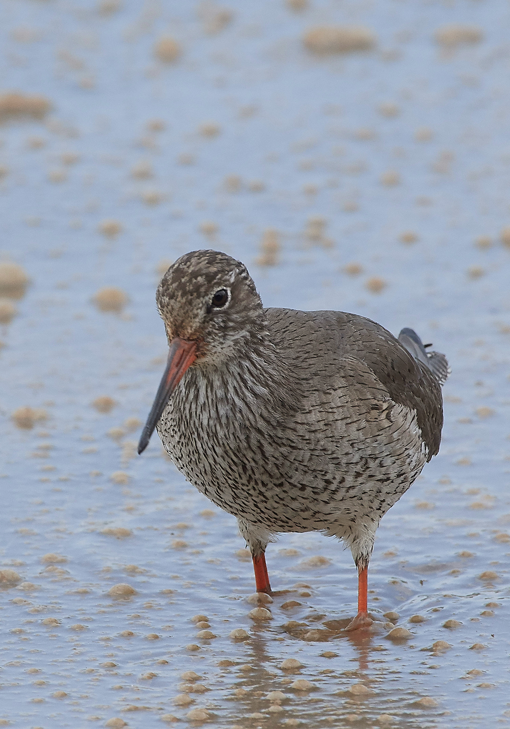 Redshank240518-2