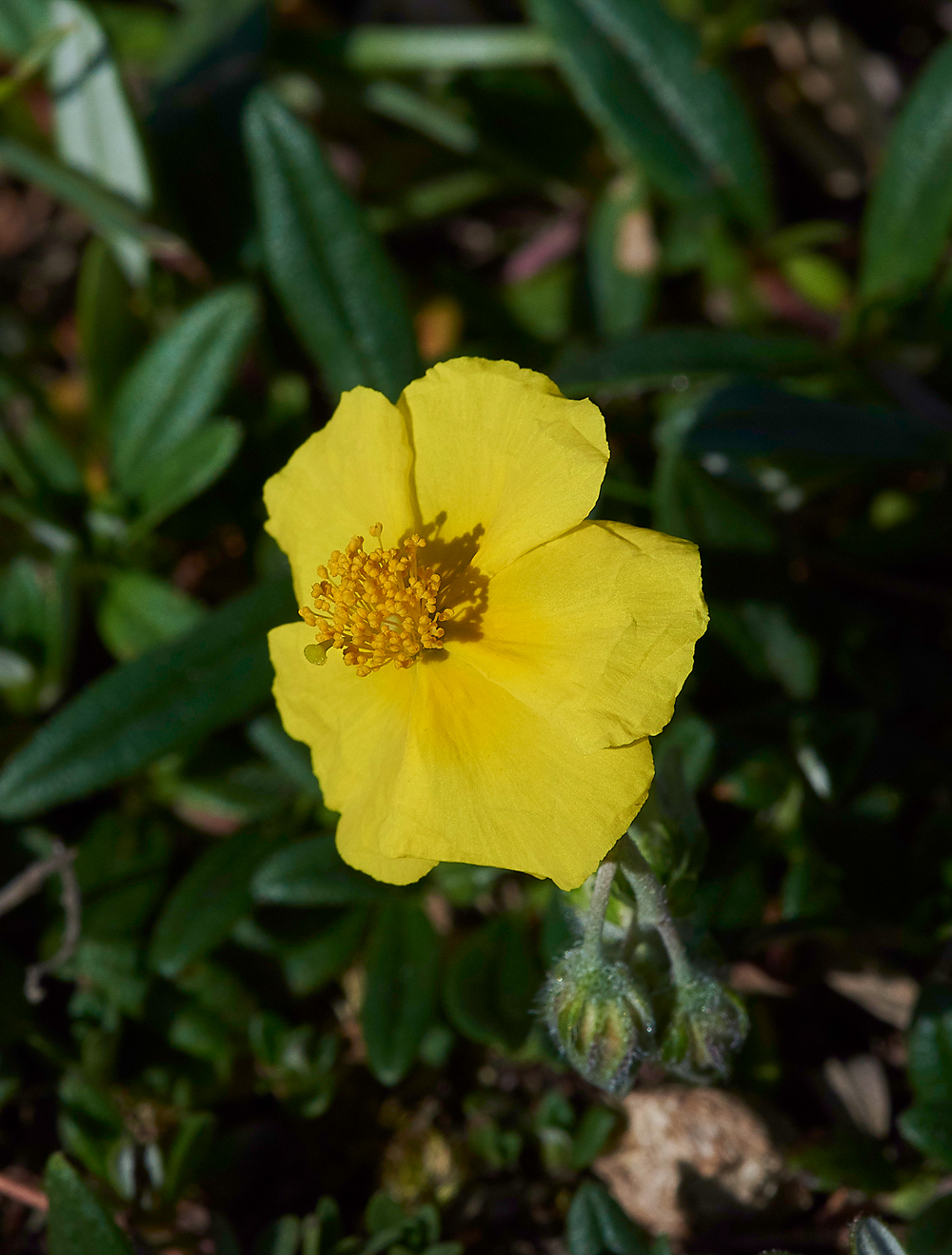 RockRoseGaitBarrows280518-1