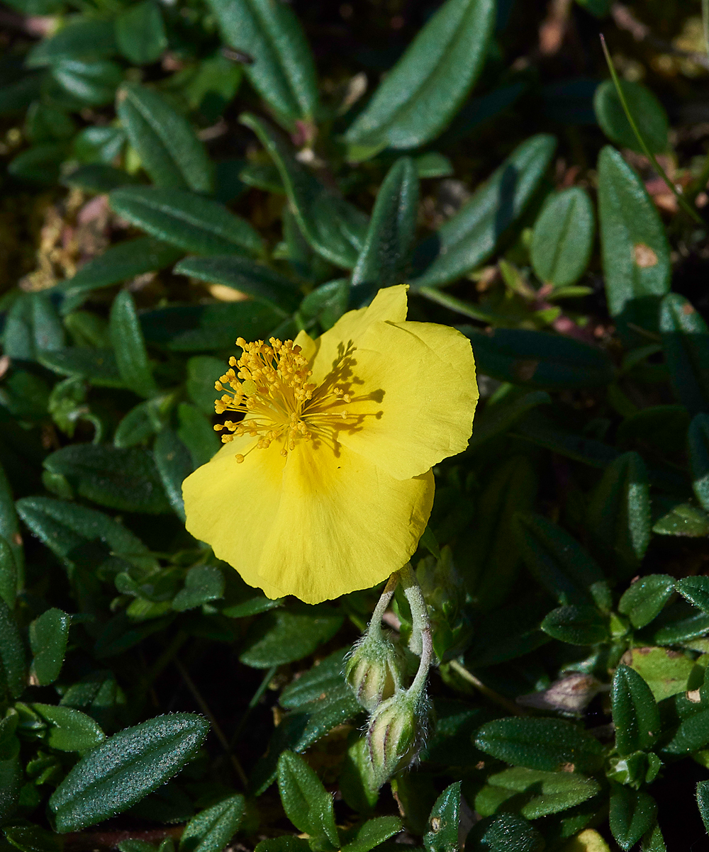 RockRoseGaitBarrows280518-2