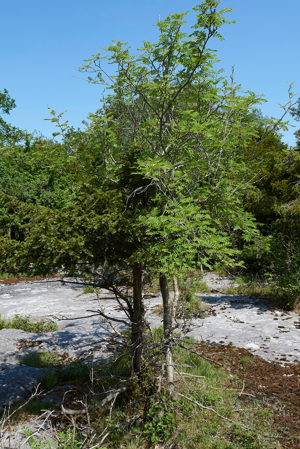 RowanGaitBarrows280518-1