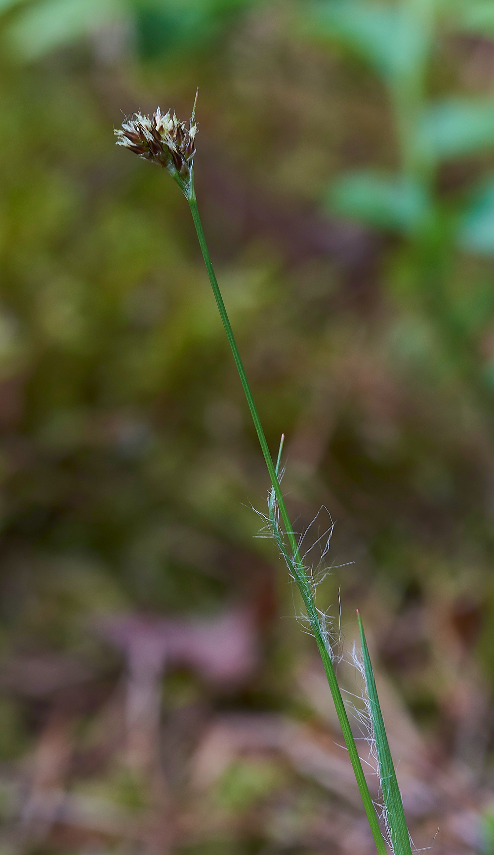 RushCliburnMoss310518-1