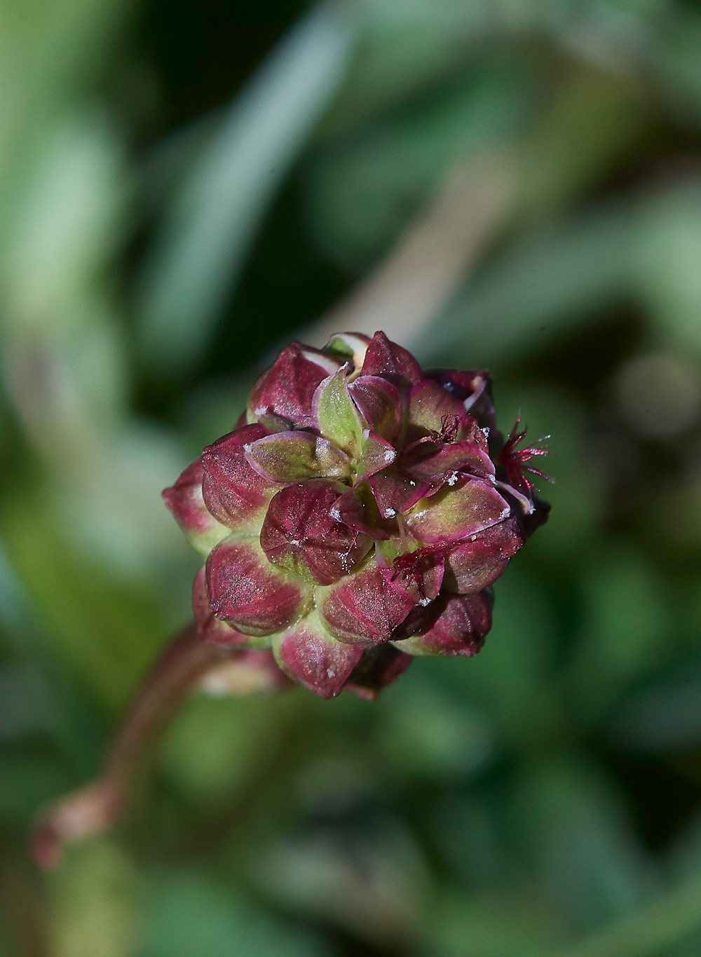 SaladBurnett070518-1