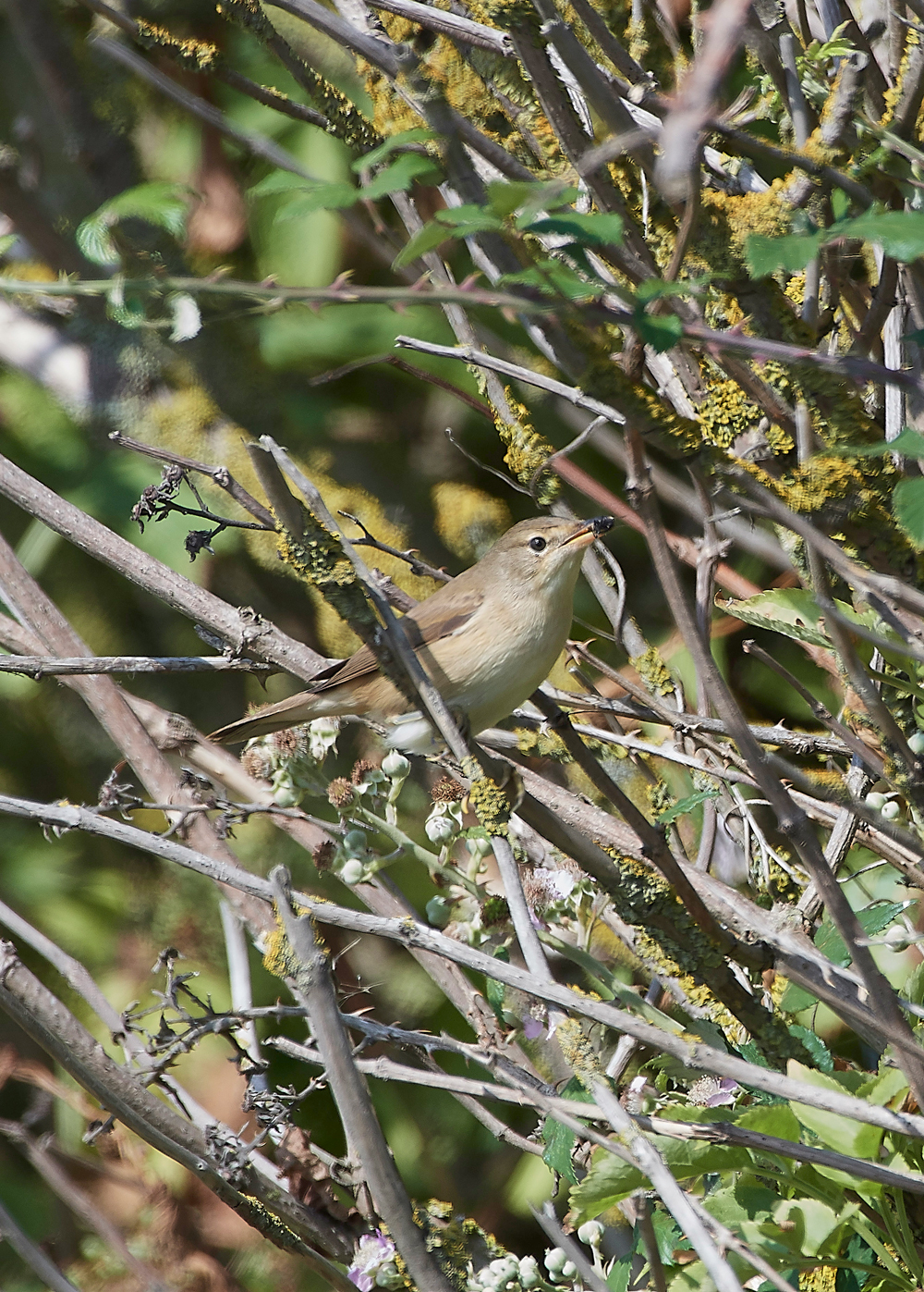 SalthouseReedwarbler030818-1