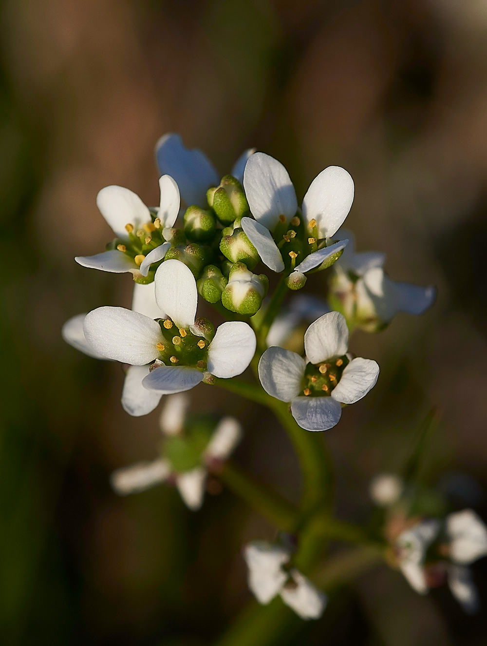 ScurvygrassArnside280518-1