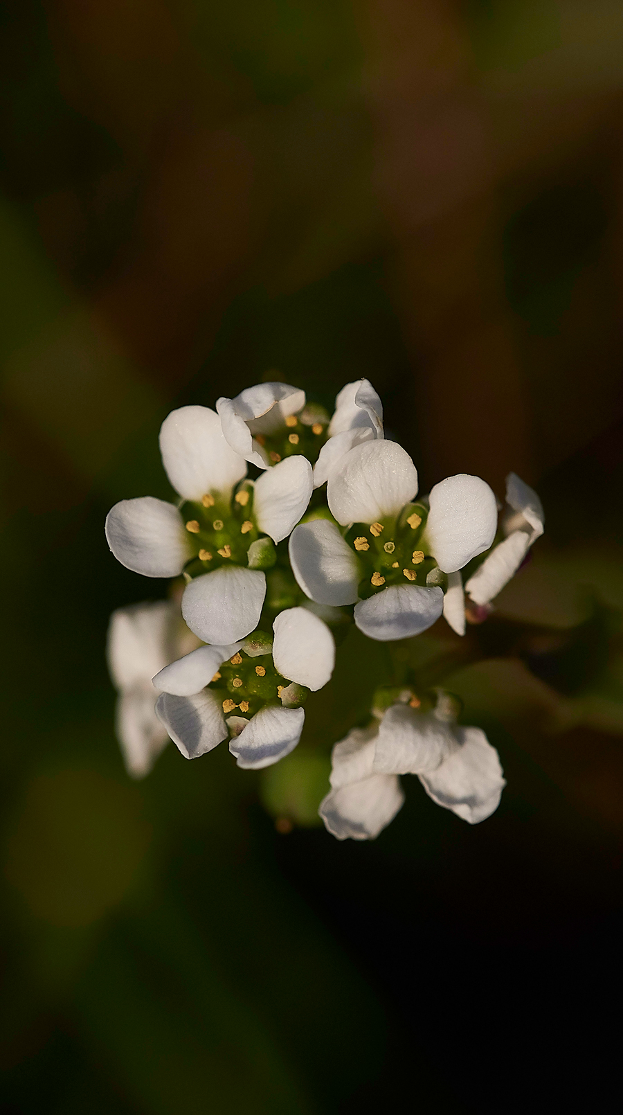 ScurvygrassArnside280518-2