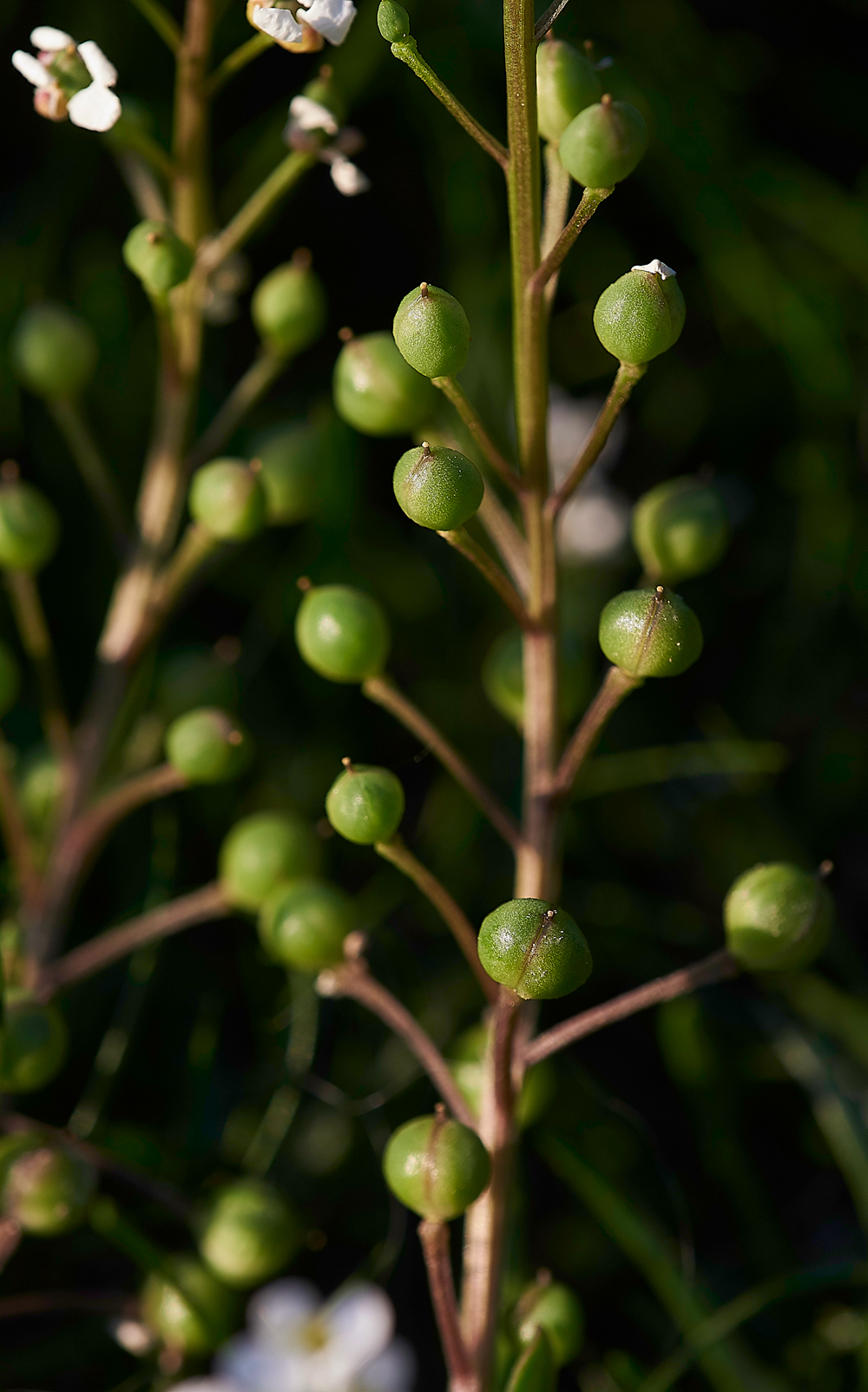 ScurvygrassArnside280518-3