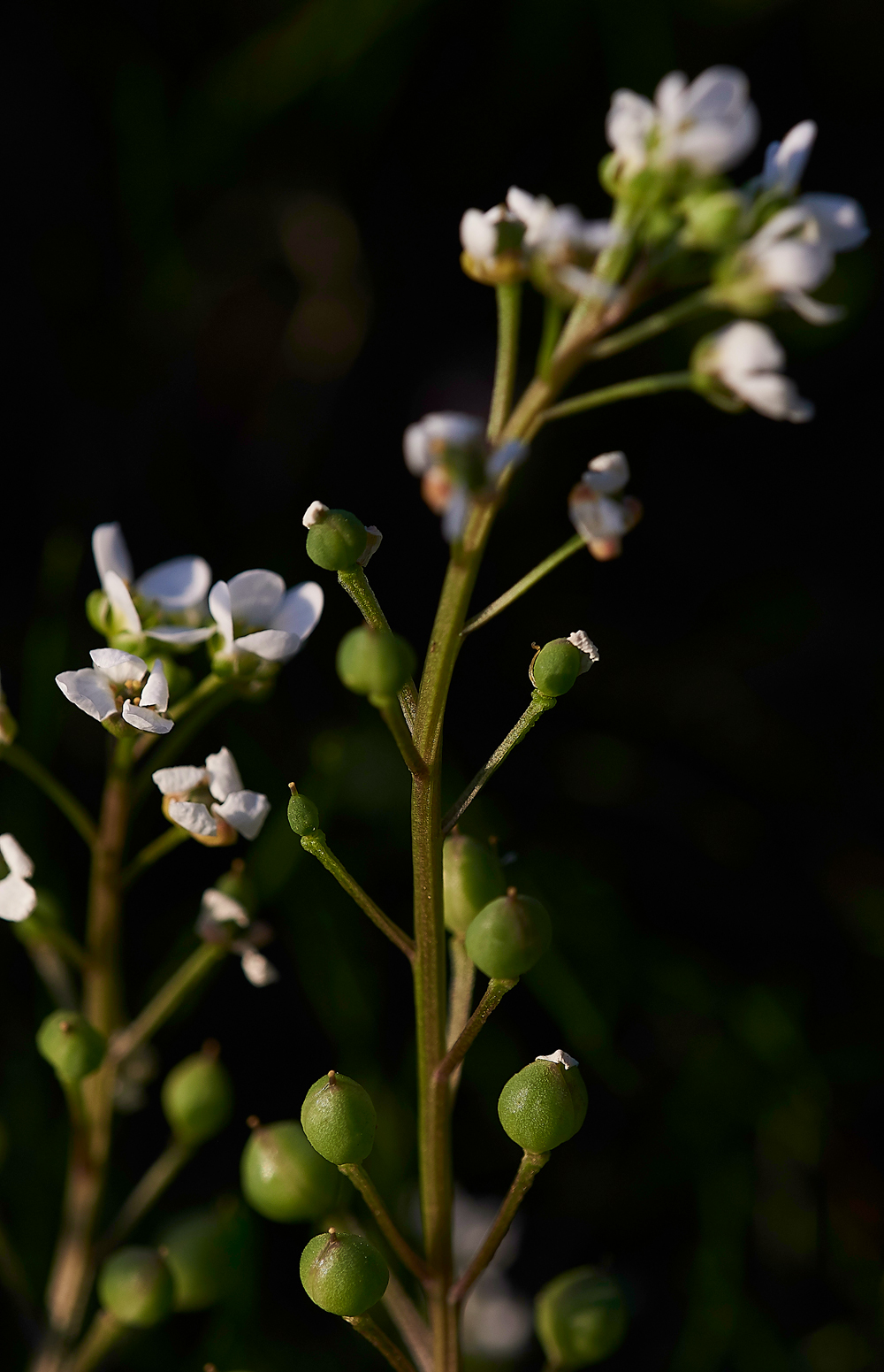 ScurvygrassArnside280518-4