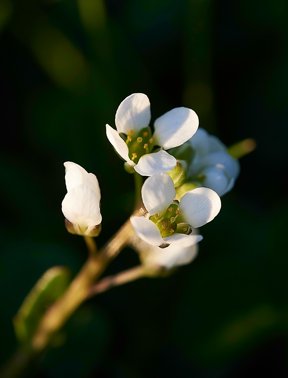ScurvyGrassArnside280518-7