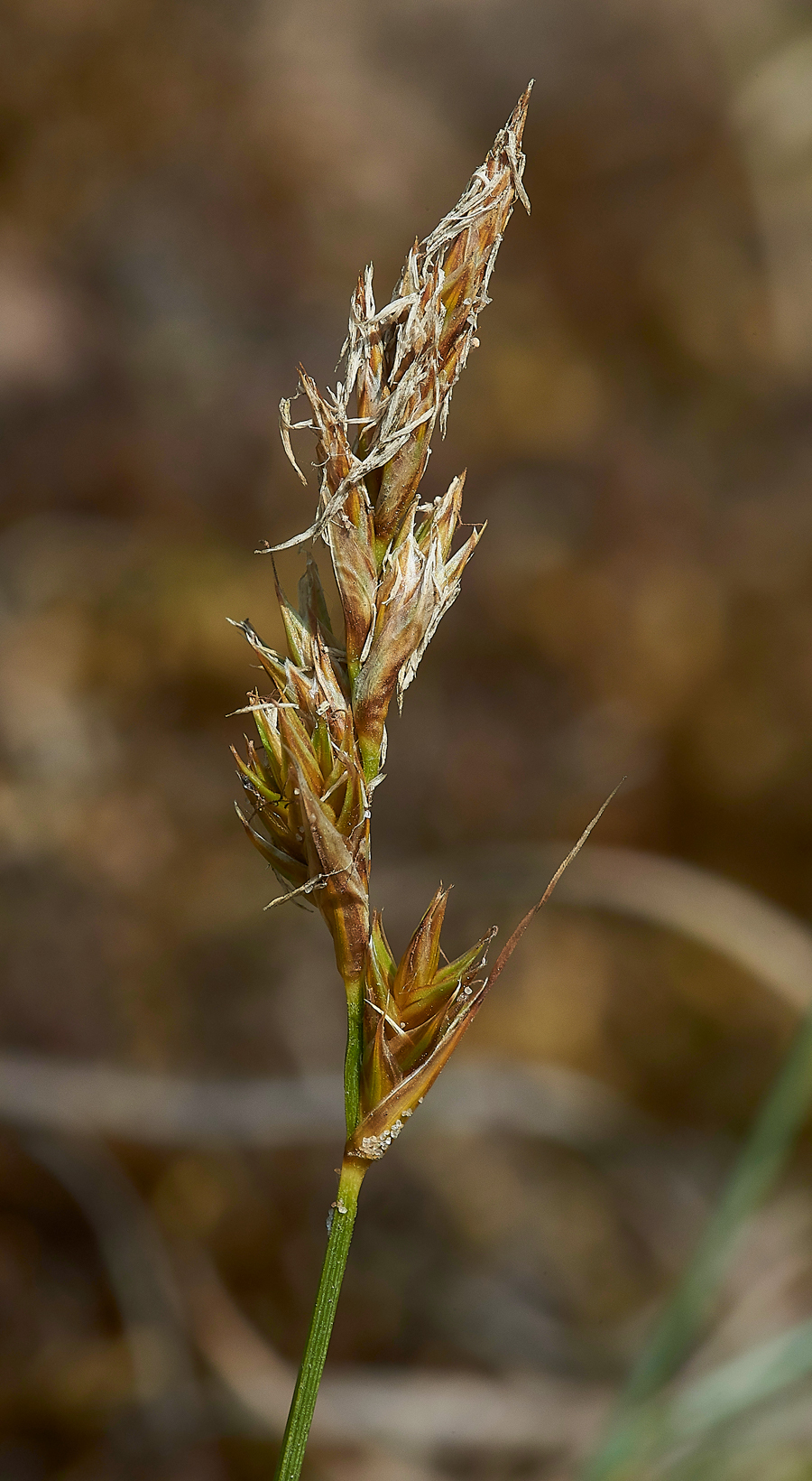Sedge070618-1