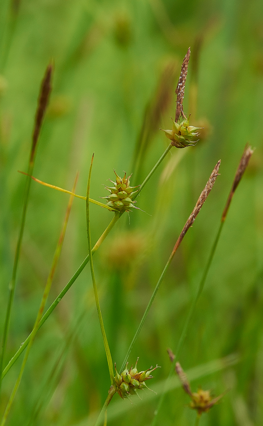 Sedge107018-1
