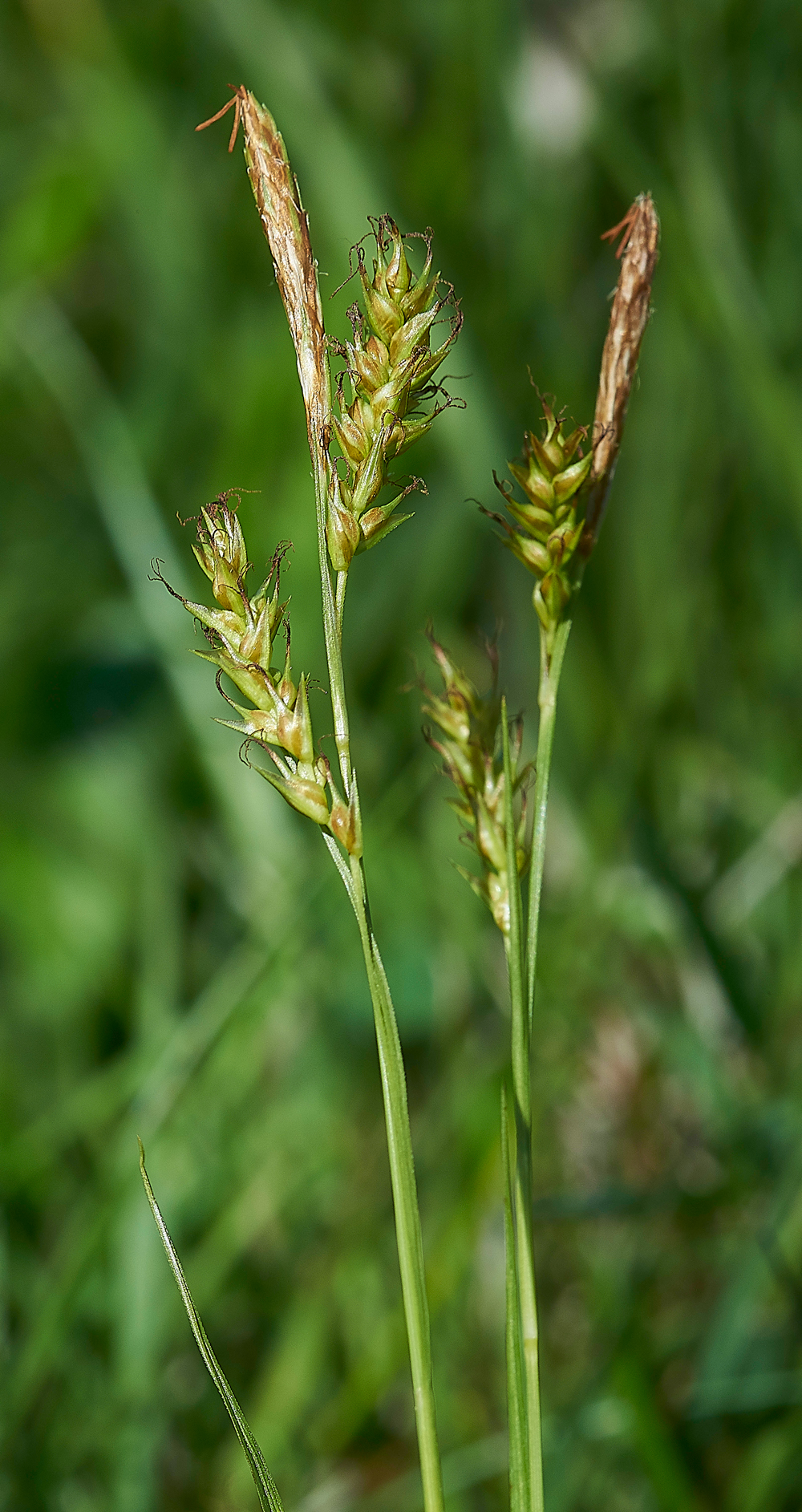 SedgeGaitgarrows290518-1