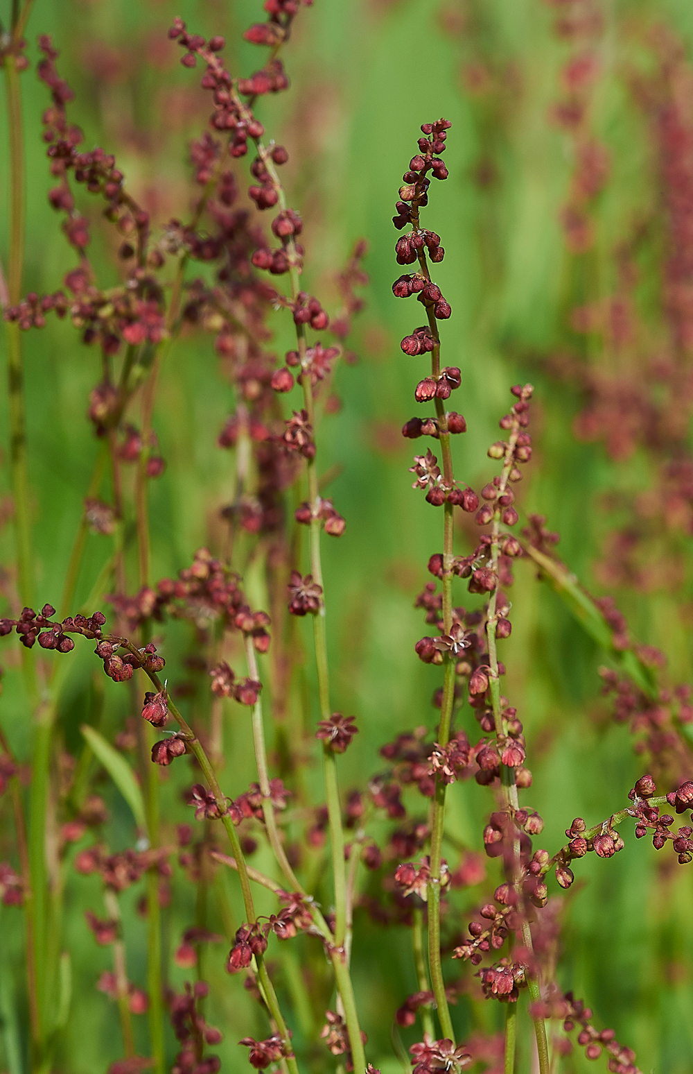 Sheep&#39;sSorrel270518-1