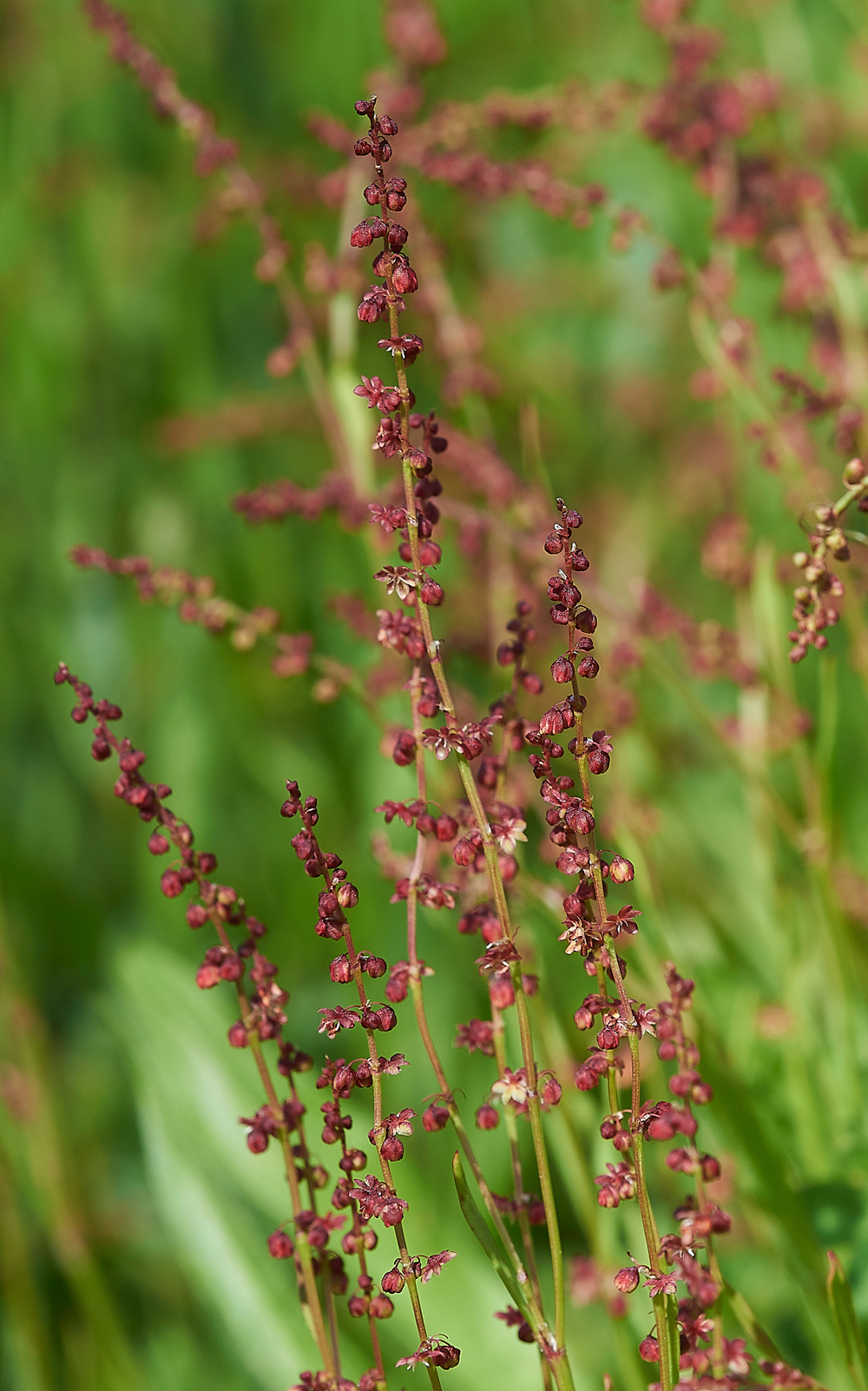 Sheep&#39;sSorrel270518-2