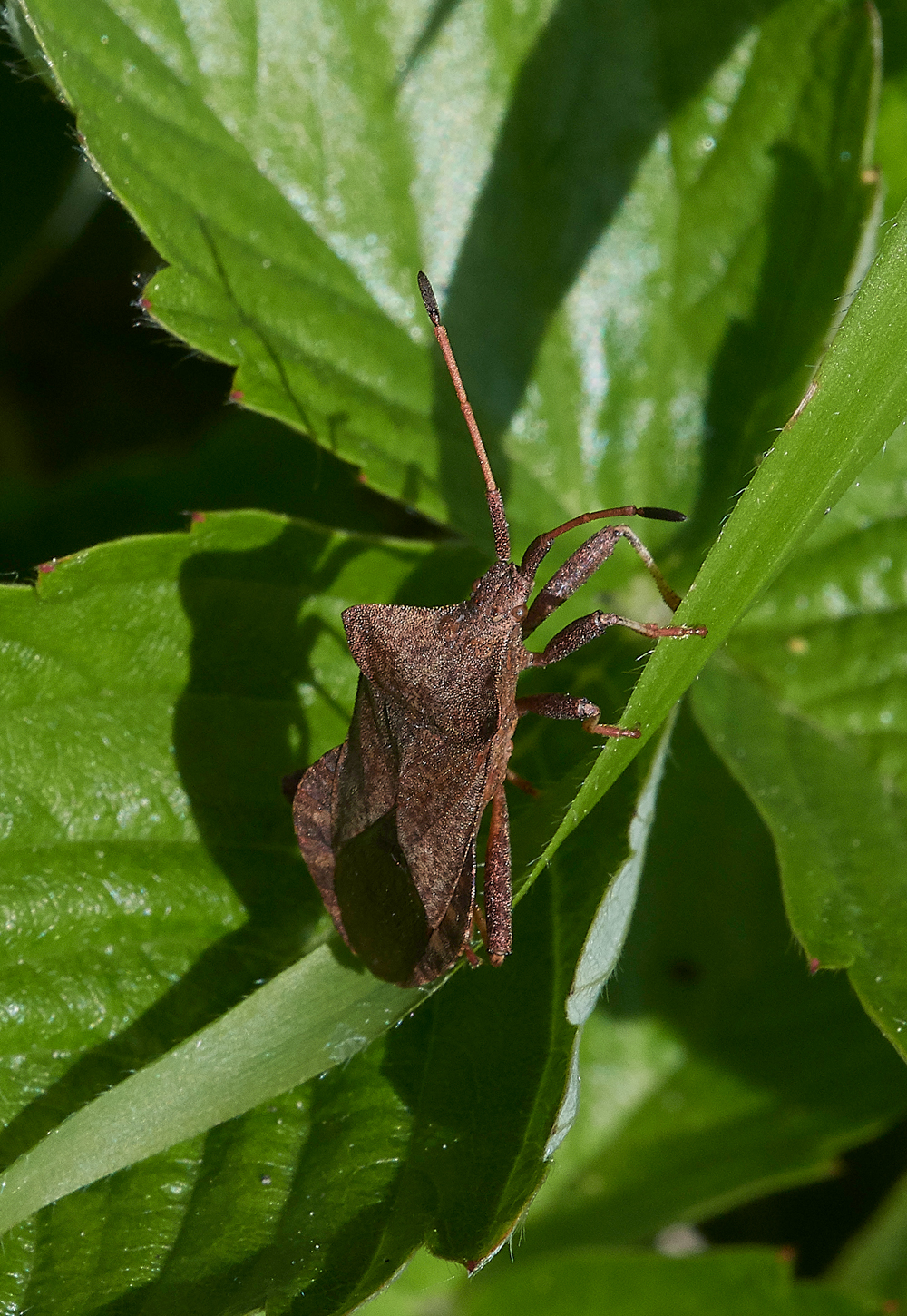 ShieldBug070518-1