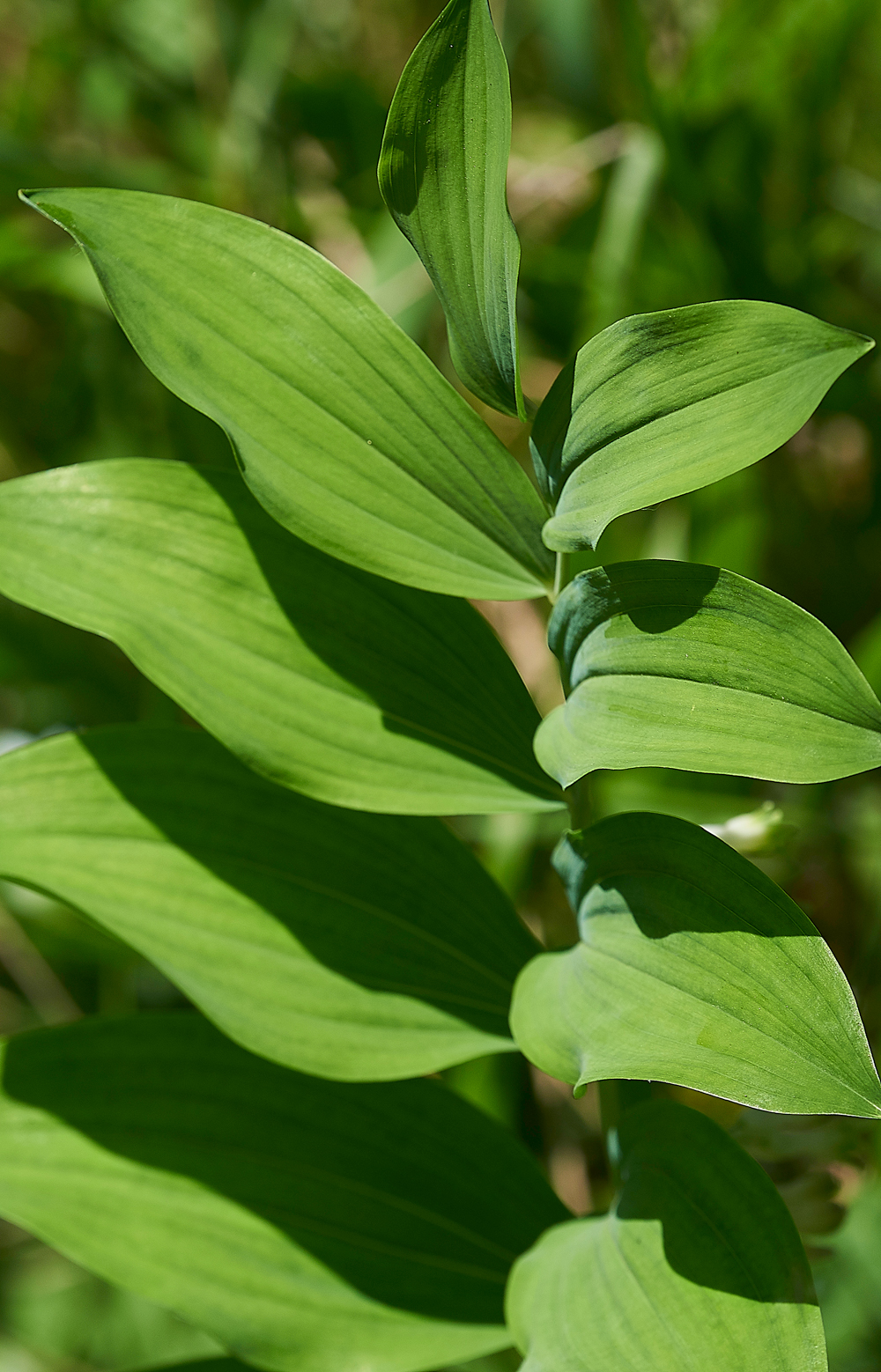 Solomon&#39;sSealArnside280518-4