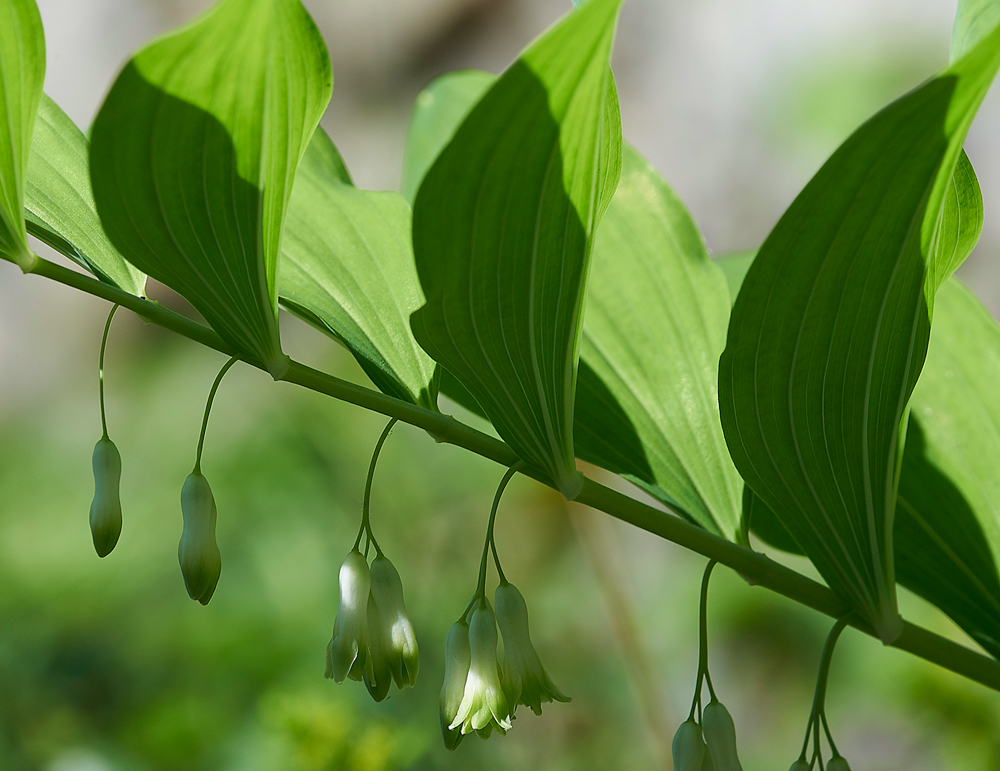 Solomon&#39;sSealArnside280518-5
